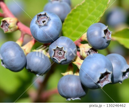 Blueberry Blueberry 130246462