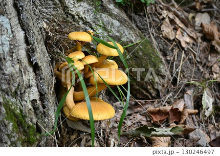 天然の茸、ナラタケ 130246497