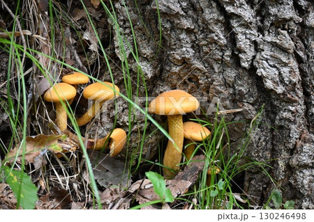 天然の茸、ナラタケ 130246498