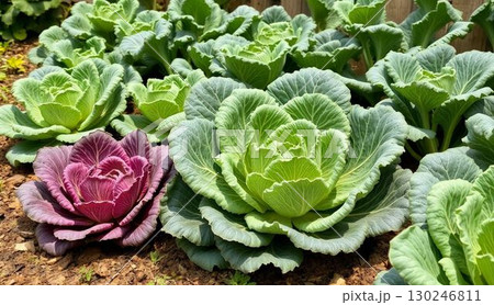 Cabbage 130246811