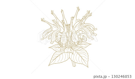 Elegant Monoline Drawing of a Bee Balm Flower 130246853
