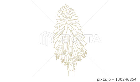 Elegant Line Drawing of Red Hot Poker Plant 130246854