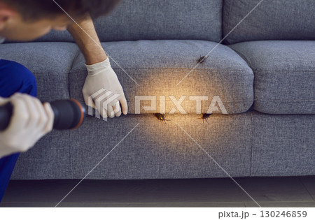 Pest Control Worker Examining Sofa for Insects at Home Pest Control Worker Examining Sofa for Insects at Home 130246859