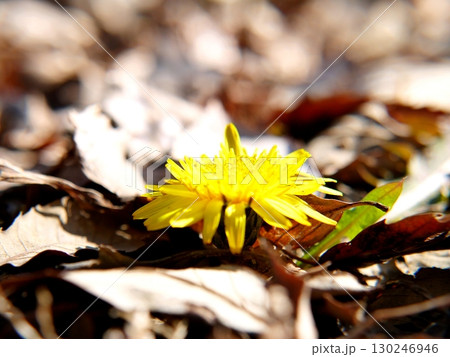 枯葉の中に咲くタンポポの花 130246946