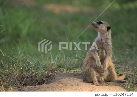 穴の横に座るカラスを嫌うミーアキャット 130247114