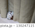 隠れたつもりのゴールデンハムスター(ダルメシアン) 130247115