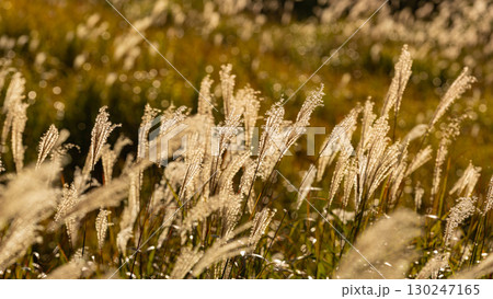 秋の陽に輝くススキ 130247165