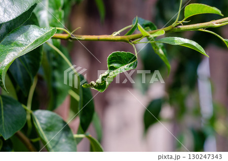 Pear Leaf Curl Disease Caused by Taphrina deformans 130247343