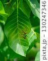 Walnut Leaf Disease Caused by Acythosiphon pisum 130247346