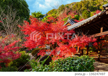 萬福寺、回廊と紅葉 130247497