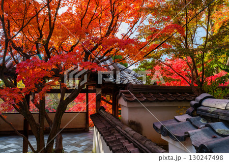 萬福寺、回廊と紅葉 130247498