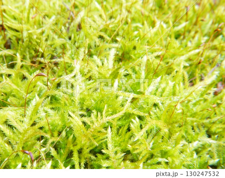 森の中の苔 130247532