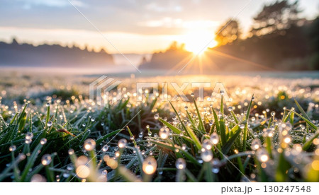 朝の光にきらめく、水滴と草の絨毯 朝の光にきらめく、水滴と草の絨毯 130247548