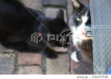 見上げる猫 130247596