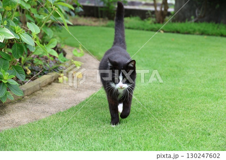 歩くハチワレ猫 130247602