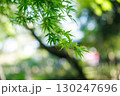 新緑のもみじと柔らかな木漏れ日 130247696
