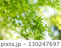 新緑のもみじと柔らかな木漏れ日 130247697