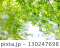 新緑のもみじと柔らかな木漏れ日 130247698