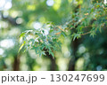 新緑のもみじと柔らかな木漏れ日 130247699
