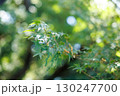 新緑のもみじと柔らかな木漏れ日 130247700
