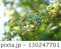 新緑のもみじと柔らかな木漏れ日 130247701