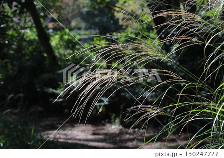ススキの生えている風景の写真 130247727