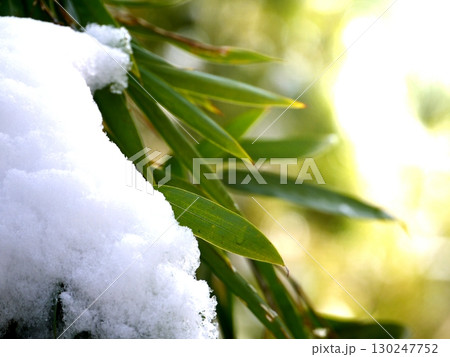 雪が積もった竹林 130247752