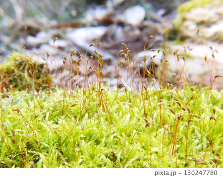 森の中の苔(ハイゴケ) 森の中の苔(ハイゴケ) 130247780