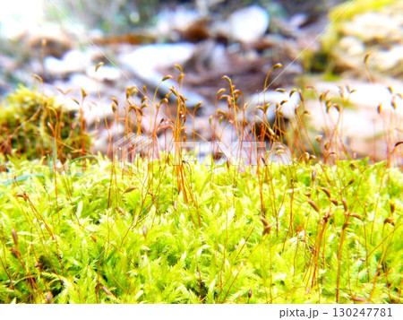 森の中の苔（ハイゴケ） 130247781