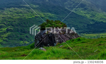 A large rock covered in lush green shrubbery sits in a field of tall grass. Rolling hills form a scenic backdrop in the Gap of Dunloe, Ireland. 130248036