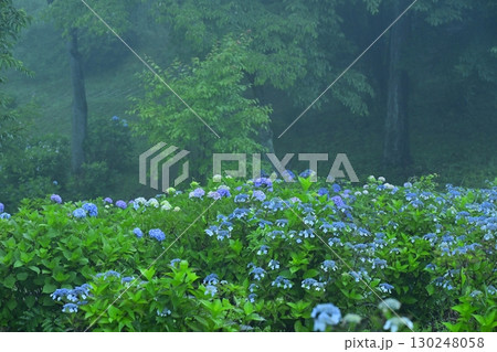 霧の美の山公園の花咲くあじさい 130248058