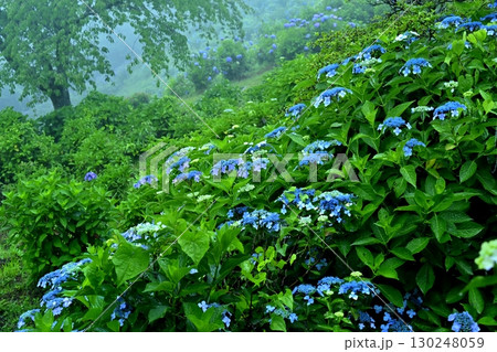 霧の美の山公園の花咲くあじさい 130248059