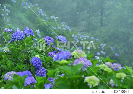 霧の美の山公園の花咲くあじさい 130248061