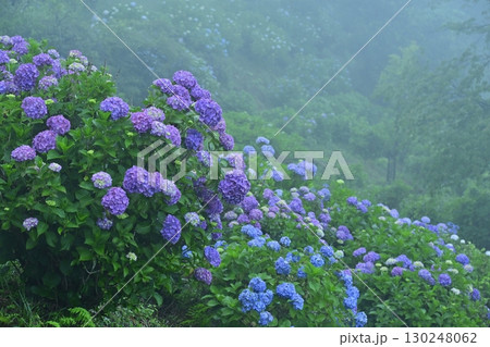 霧の美の山公園の花咲くあじさい 130248062