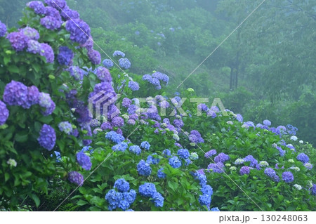 霧の美の山公園の花咲くあじさい 130248063