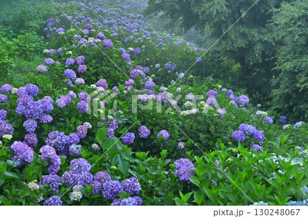 霧の美の山公園の花咲くあじさい 130248067