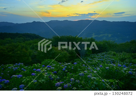 朝焼け空にアジサイ咲く美の山公園 130248072