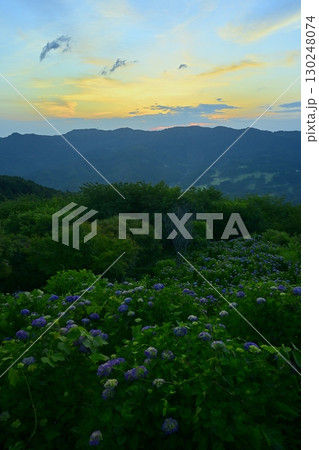 朝焼け空にアジサイ咲く美の山公園 130248074