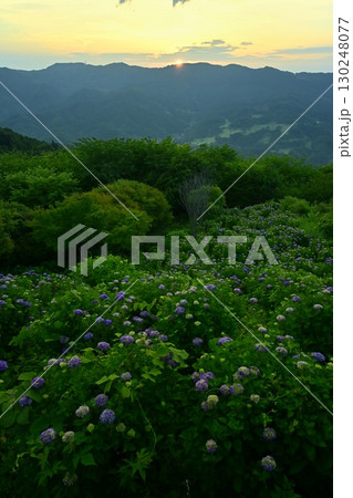 東秩父の山からの日の出とアジサイ咲く美の山公園 130248077
