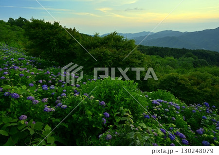 朝焼け空にアジサイ咲く美の山公園 130248079