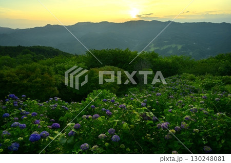 東秩父の山からの日の出とアジサイ咲く美の山公園 130248081