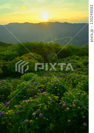 東秩父の山からの日の出とアジサイ咲く美の山公園 130248082