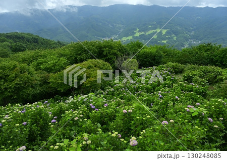 曇り空の美の山公園の花咲くあじさい 130248085