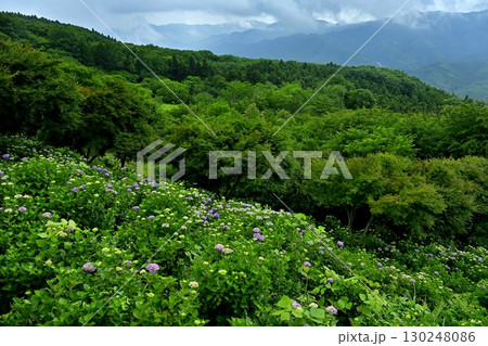 曇り空の美の山公園の花咲くあじさい 130248086