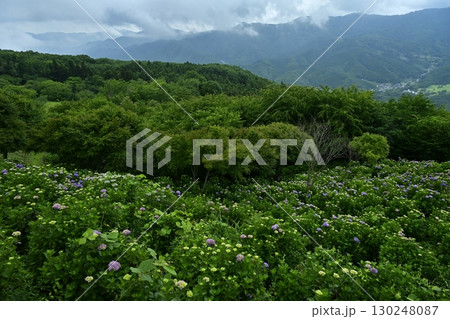 曇り空の美の山公園の花咲くあじさい 130248087
