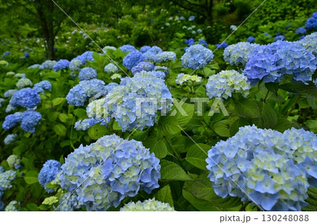 美の山公園の花咲くあじさい 130248088