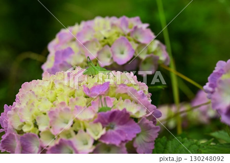美の山公園のあじさいの花に昆虫 美の山公園のあじさいの花に昆虫 130248092