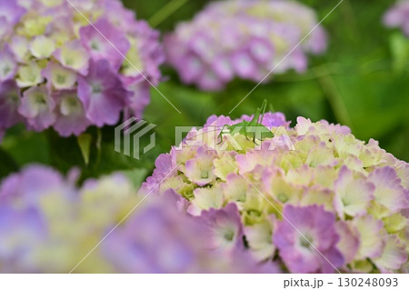 美の山公園のあじさいの花に昆虫 130248093