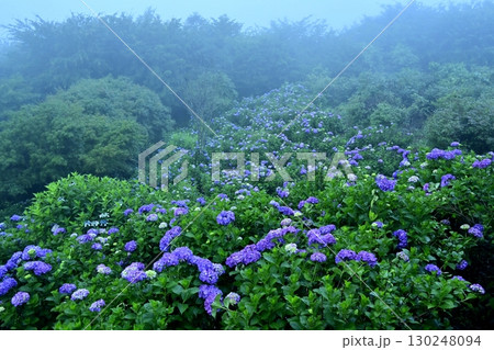 霧の美の山公園の花咲くあじさい 130248094