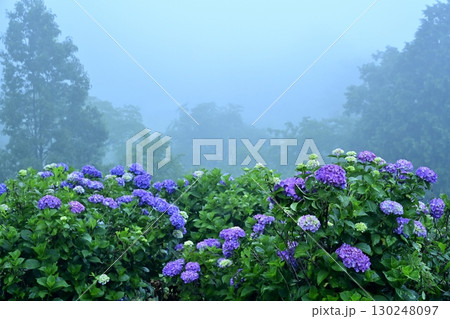 霧の美の山公園の花咲くあじさい 130248097